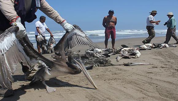 La muerte de estas aves habría ocurrido en la misma playa. (USI)