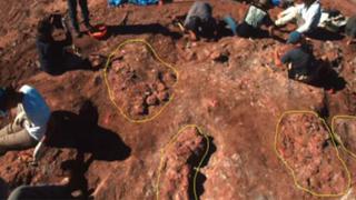 Hallan huevos de dinosaurio con embriones fosilizados en la provincia de Neuquén, Argentina [Video]