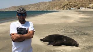 Hallan 90 lobos marinos muertos en la playa Cabo Blanco [VIDEO]