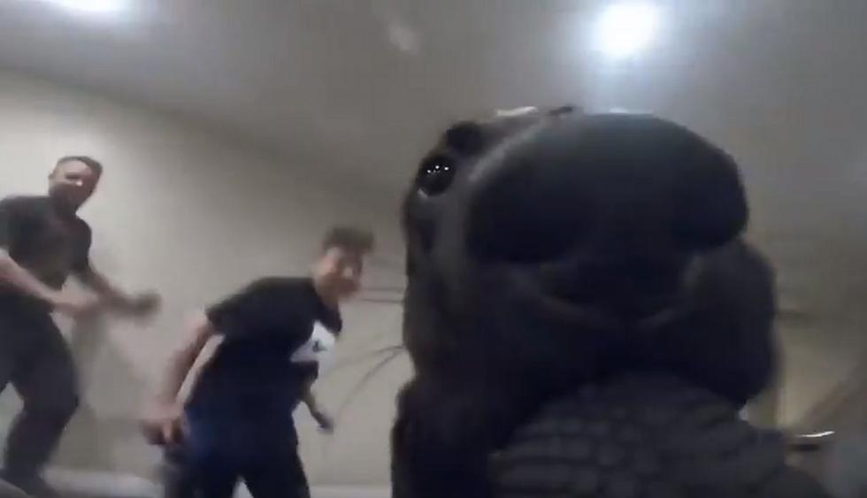 El perro fue perseguido en la sala de una casa. (YouTube: Dios de dioses)