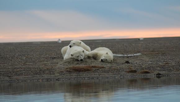 Esta decisión se produce luego de 30 años de insistencia de las compañías petroleras y dirigentes de Alaska para explorar los recursos de este refugio nacional.  (Foto: Facebook USFWS Arctic National Wildlife Refuge / A. Zuelke)