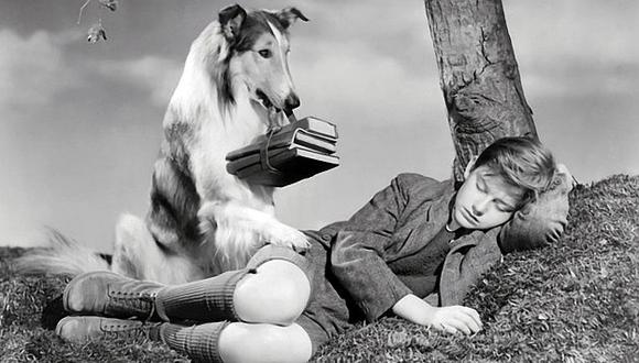 El 80% de los televidentes estadounidenses conoce a Lassie. (Internet)