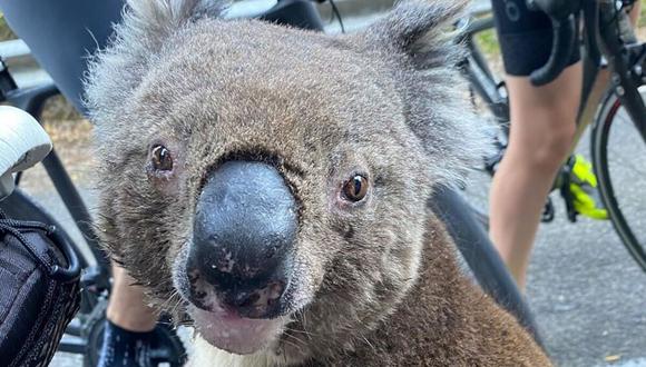 Los incendios forestales producidos al norte de Sydney estan acabando con la vida de cientos de koalas que habitan en el lugar. (Foto: instagram / bikebug2019)
