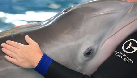 Winter la delfín murió a los 16 años (Foto: Clearwater Marine Aquarium)