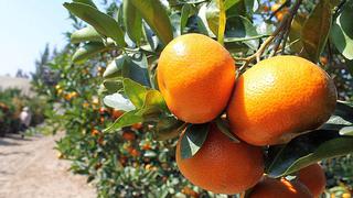 Se alistan primeras exportaciones de mandarina satsuma a Japón