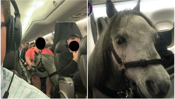 Se viralizó en Internet un caballo captado viajando junto a pasajeros en un vuelo comercial. (Foto: Instagram/@flirty.the.mini.service.horse)