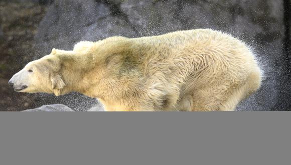A polar bear cub hides under its mother Nora as she dries up after a swim during its first public appearance at the Schoenbrunn zoo in Vienna, Austria, on February 13, 2020. - The still unnamed bear cub was born on November 09, 2019. (Photo by JOE KLAMAR / AFP)