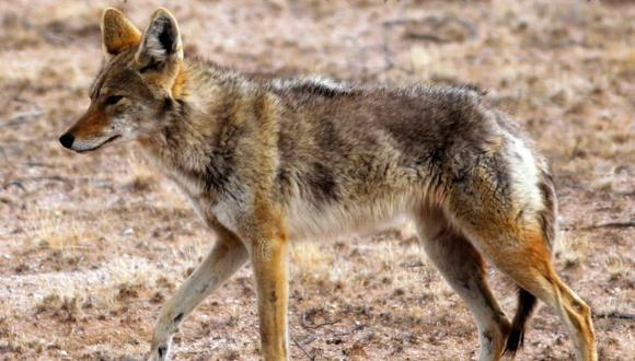 La decisión de restablecer el uso de M-44 indignó a grupos ambientalistas. En la foto, un coyote en El Pinacate and Great Altar Desert Biosphere Reserve, a lo largo de la frontera entre Estados Unidos y México. (Foto: AFP)