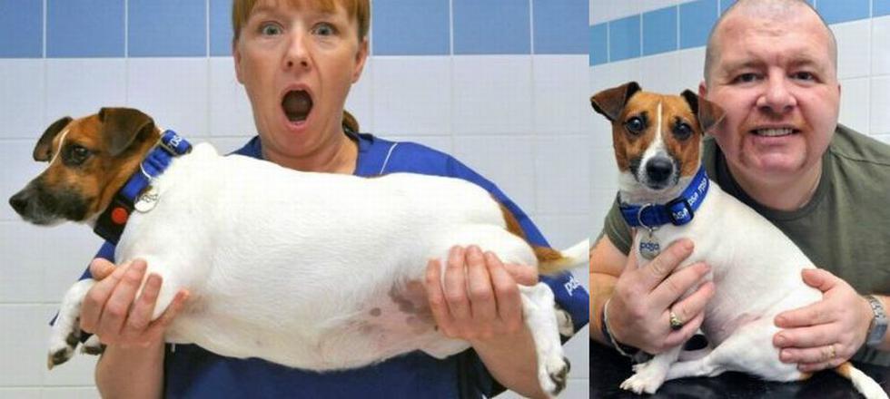 Rubi ostentaba la corona del Pet Fit Club 2013, pero su dueño la sometió a una dieta macrobiótica con la que perdió tres kilos y eso es mucho para un perro pequeño. (CNN en español/Internet)