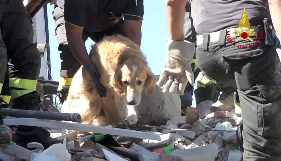 Romeo, el perro que sobrevivió nueve días bajo escombros del terremoto en Italia. (AFP)