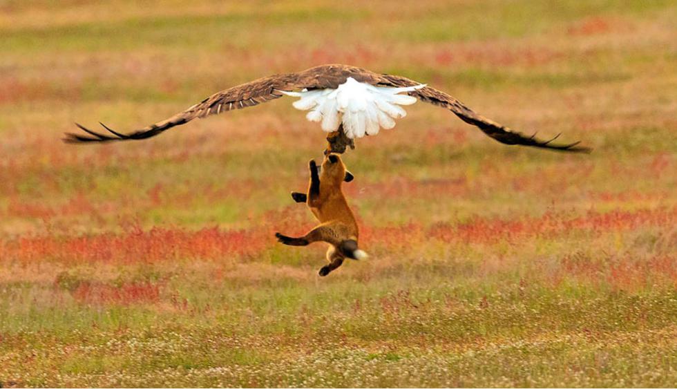 Fotógrafo capta la épica batalla entre un zorro y un águila por un conejo  [FOTOS Y VIDEO] | REDES-SOCIALES | PERU21