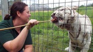 Tigre mató a su criadora en zoológico de Inglaterra