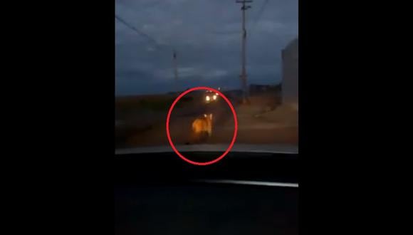 Un video publicado en la cuenta de Facebook El Informativo muestra cuando el puma merodeaba por la avenida Primavera.&nbsp; (Captura: Facebook/ElInformativo)