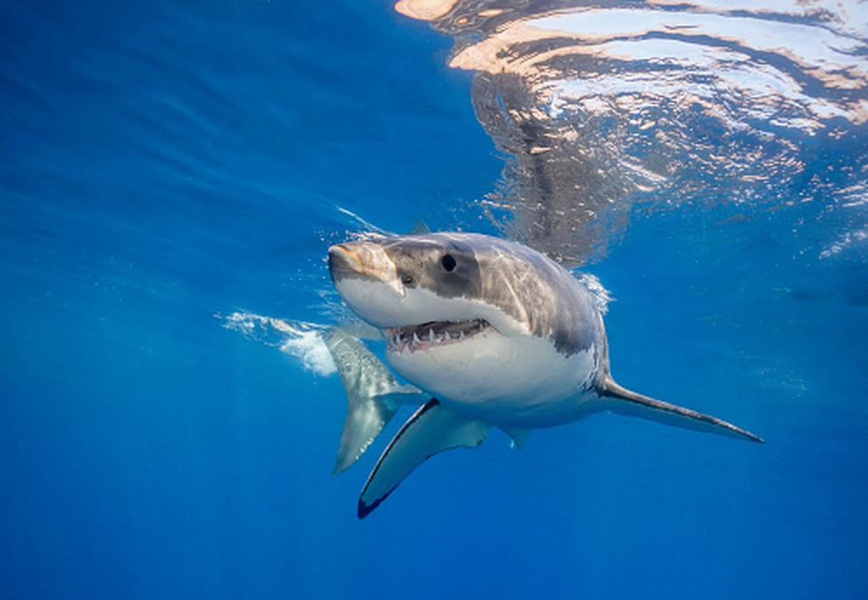 Tiburón blanco sorprende en Florida