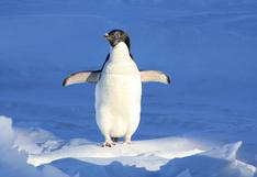 El emocionante salto de un pingüino al estilo de una película de acción se vuelve viral