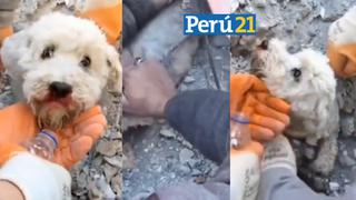 Terremoto en Turquía: El dramático rescate de un perrito atrapado bajo escombros y fierros [VIDEO]
