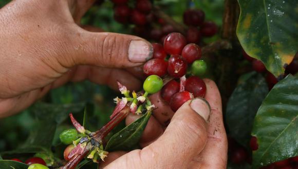 Tenemos que ayudar a nuestros productores de café.