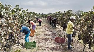 Uno de cada tres trabajadores agrarios se quedaría sin empleo si Congreso aprueba nueva ley agraria