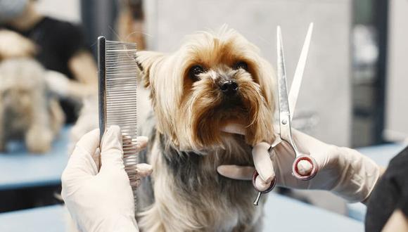 Depende de la raza la necesidad de cortar el pelo del perro (Foto:medipetcr)