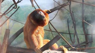 Zoológico de Huachipa fue elegido entre los 11 mejores de América Latina