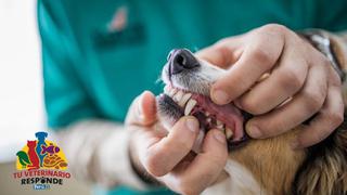 Tu veterinario responde: ¿Cómo me encargo del cuidado dental de mi mascota?