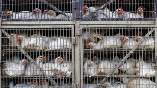 Demsetz y la extinción de las gallinas