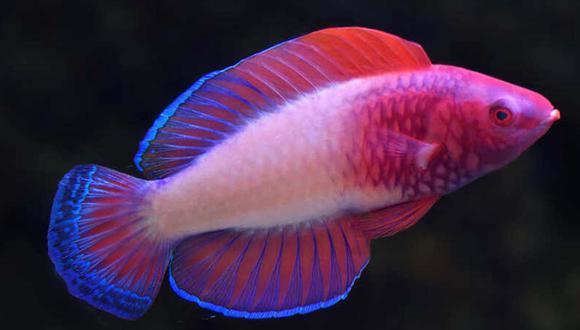 El pez recibió el nombre de Cirrhilabrus finifenmaa en honor a la flor nacional de Maldivas: la rosa.| Foto: California Academy of Sciences / Yi-Kai Tea
