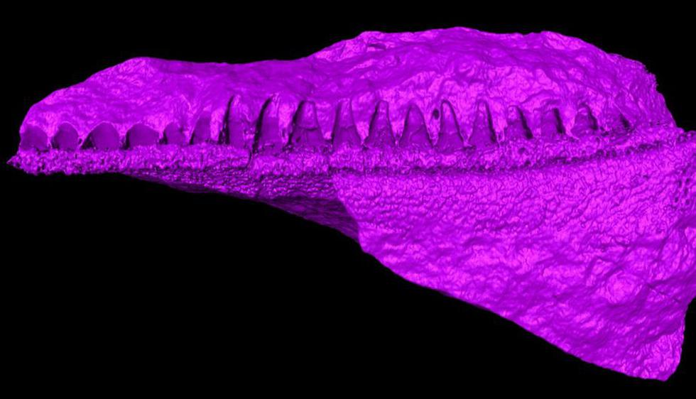 Restos de un 'tiburón' de hace 400 millones de años son hallados cerca al Lago Titicaca. (Difusion)