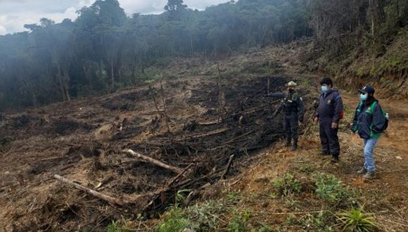 Huánuco: detienen a dos personas que se dedicarían a la tala ilegal de árboles (Foto: Ministerio Público).