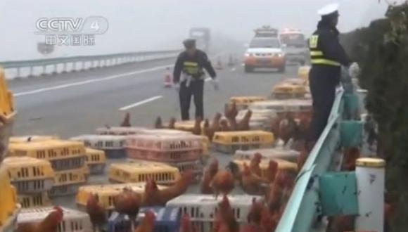 China: Más de 2,000 gallinas bloquearon autopista tras accidente de camión. (Captura de YouTube)