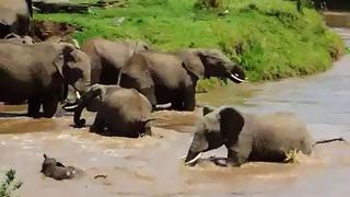 YouTube: Elefantes rescataron a una cría a punto de ahogarse