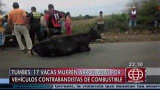 Tumbes: Camión que transportaba combustible ilegal arrolló a 17 vacas