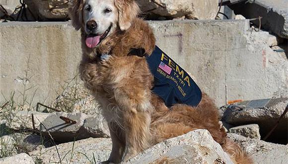 Bretagne, la última perra de rescate de los atentados del 11-S. (Denis Corliss)