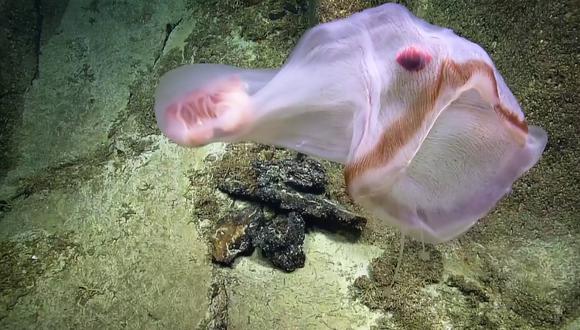 La extraña criatura fue hallada en las profundidades del océano Pacífico central. (Foto: EVNautilus en YouTube)