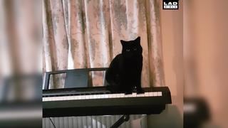 Facebook viral: 'Gato pianista' atemoriza a usuarios de redes sociales por este curioso motivo