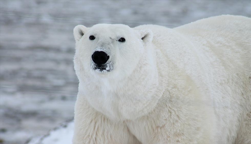 Encuentran en Kamchatka a un oso polar que recorrió 700 kilómetros en busca de comida. (Pixabay)