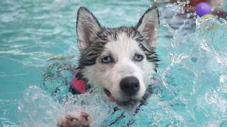 Perro adora “nadar” a mil por hora en su pequeña bañera