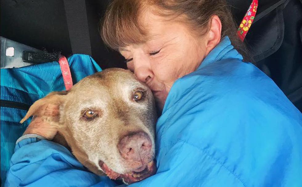 Cachorra que salvó a su dueña de un accidente murió tras 10 años de constantes cirugías