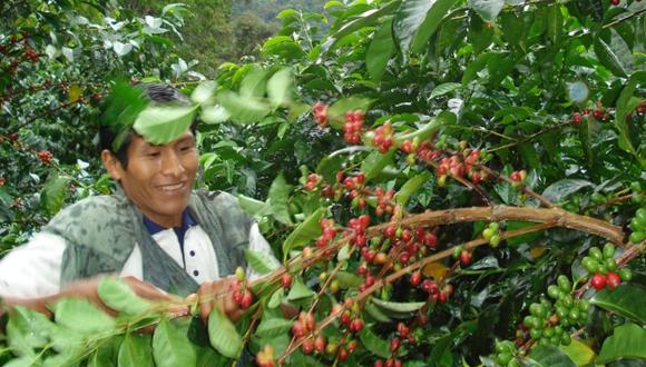 El café es el principal cultivo. (Andina)