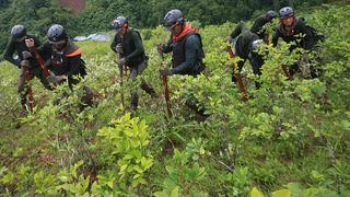 Advierten incremento de cultivos de hoja de coca en el Cenepa