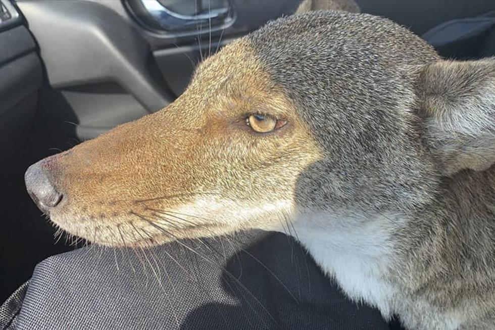 Murió 'Pancho', el coyote que confundieron con un perro. Ocurrió en México. La historia es viral en Facebook. (Andrea Athie)