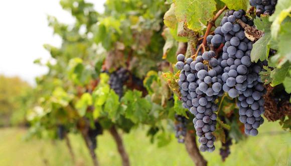 En las regiones costeñas, la uva es el principal producto de agroexportación. (Foto: GEC)