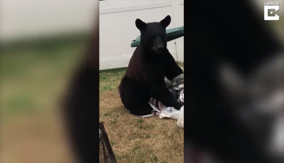 Confronta a enorme oso que se metió a su casa y el final impacta a miles. (Foto: YouTube|Caters Clips)