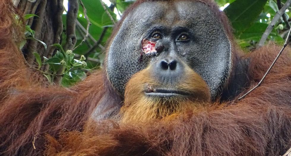 First Orangutan ‘Ragus’ Caught Treating Wound With Medicinal Plant |  Orangutan |  Animals |  Wild State |  Scientists |  |  the world