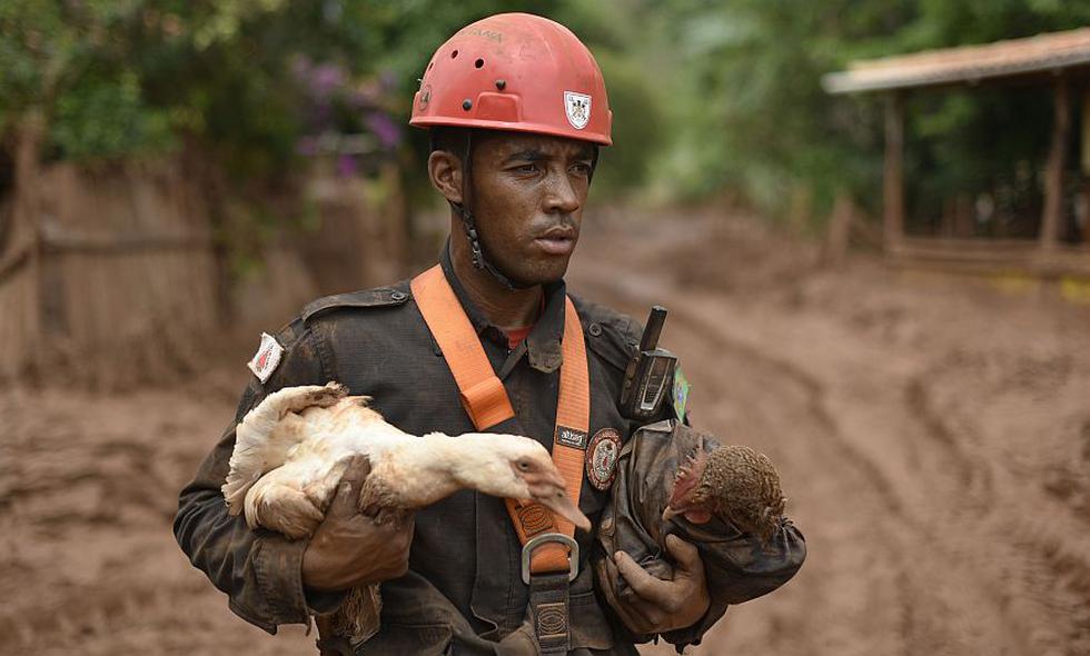 Họ giải cứu hàng chục động vật bị mắc kẹt trong trận lở đất ở Brazil. (AFP)