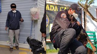 Rottweiler ‘Princesa’ atrapó a presunto ladrón en mercado Jorge Chávez de Surco