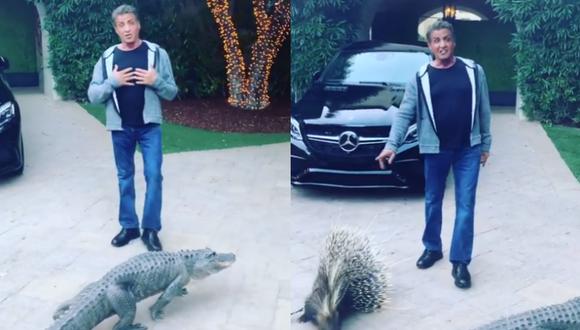 Sylvester Stallone tiene un cocodrilo y un zorrillo como mascotas en el patio de su casa.