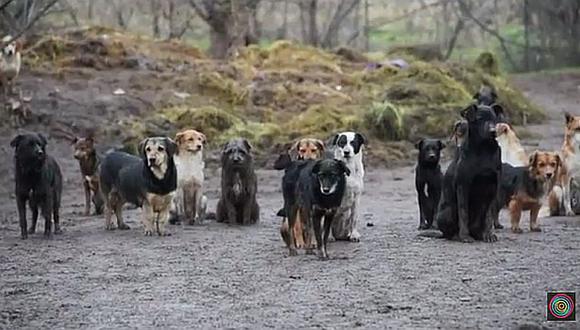 Sasa Pesic creó refugio cuenta con 450 perros callejeros. (Captura:Youtube)