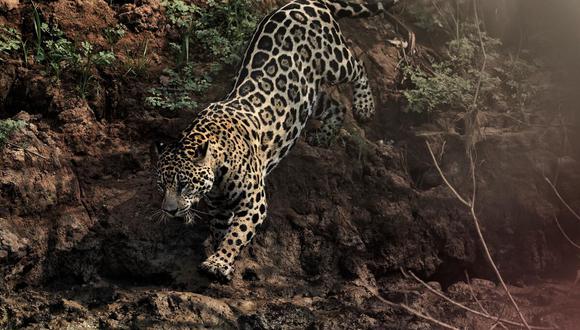 Jaguares en peligro. (Foto: difusión)