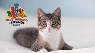 Tu veterinario responde: Sida y leucemia en gatos